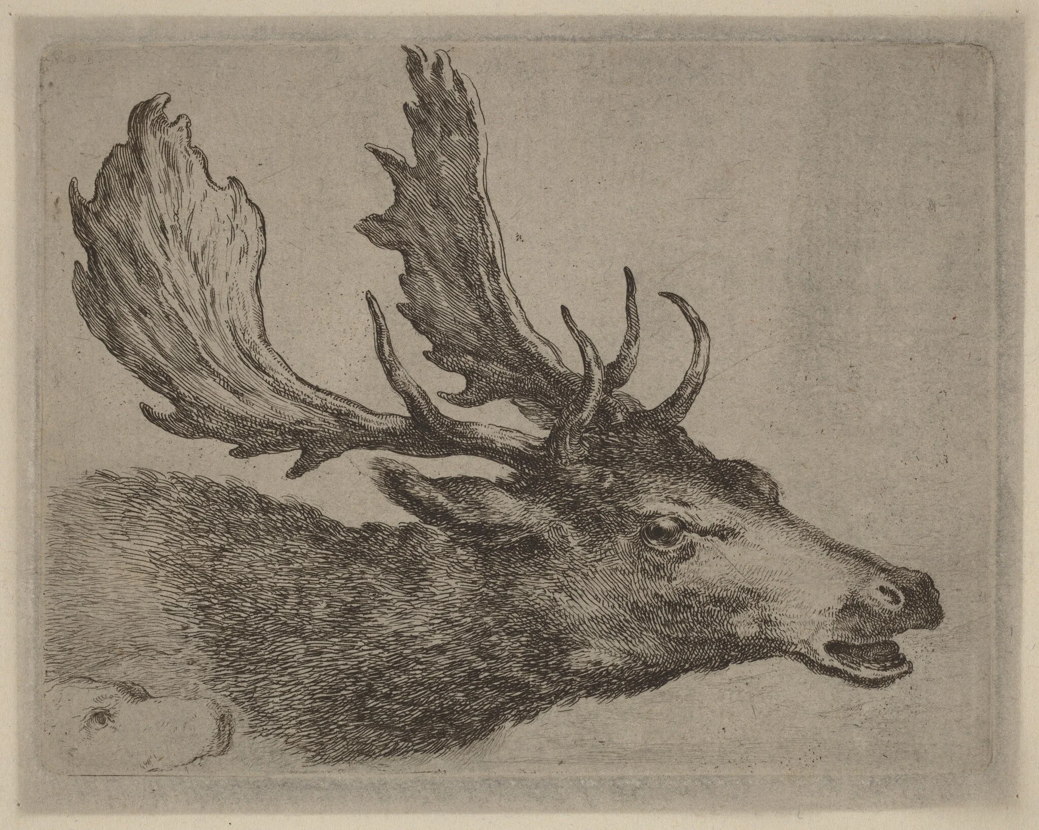 Head of a Stag Turned Right, by Stefano Della Bella, ink, 1637