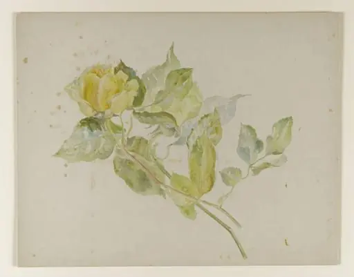 Yellow rose
