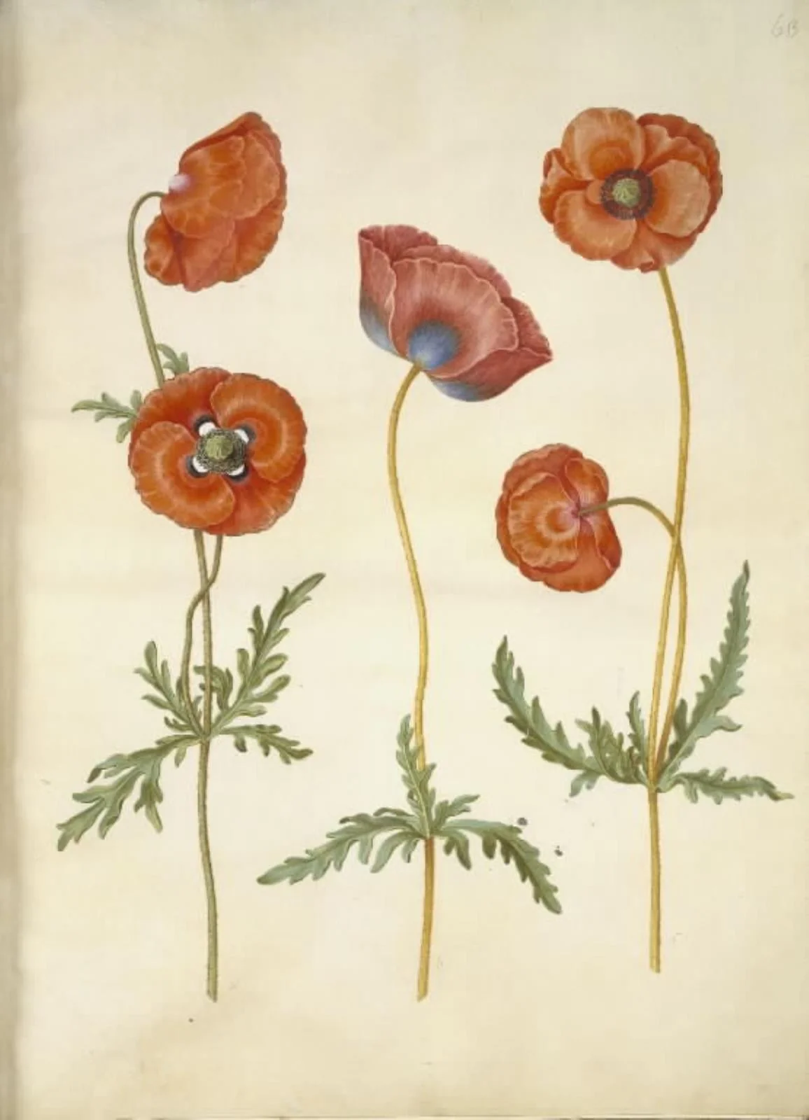 Papaver rhoeas (korn-valmue), by Unknown, unspecified, 1654