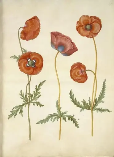 Papaver rhoeas (korn-valmue)