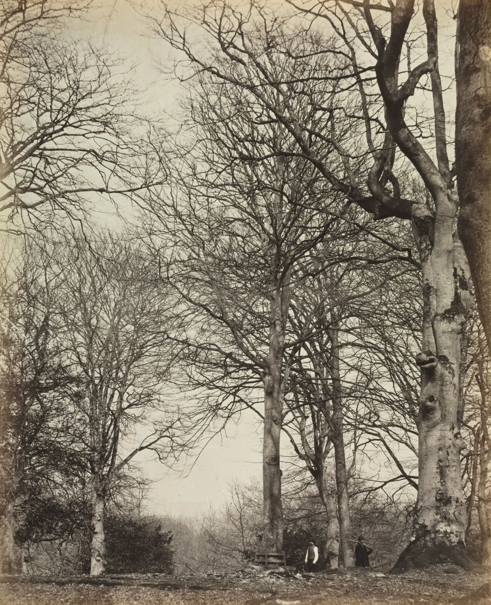 Queen Adelaide's Beech