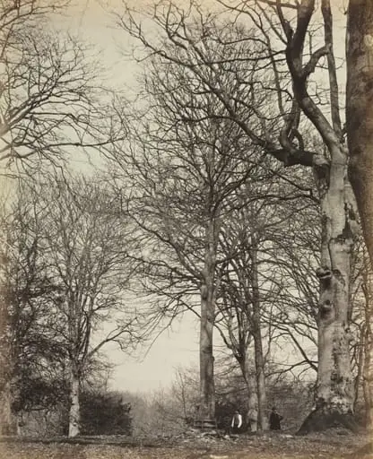 Queen Adelaide's Beech