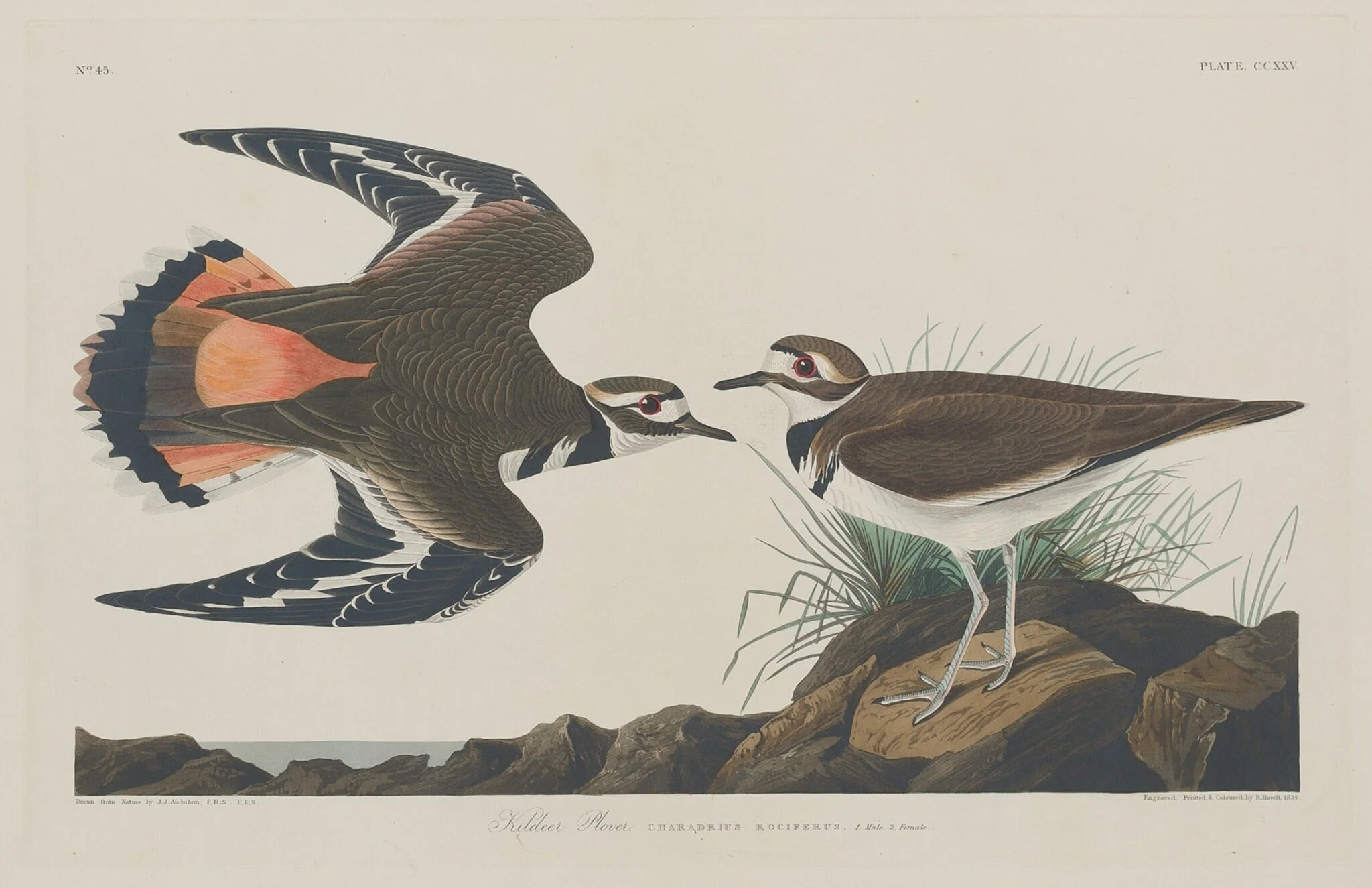 Kildeer Plover, by Robert Havell Jr., ink, 1834
