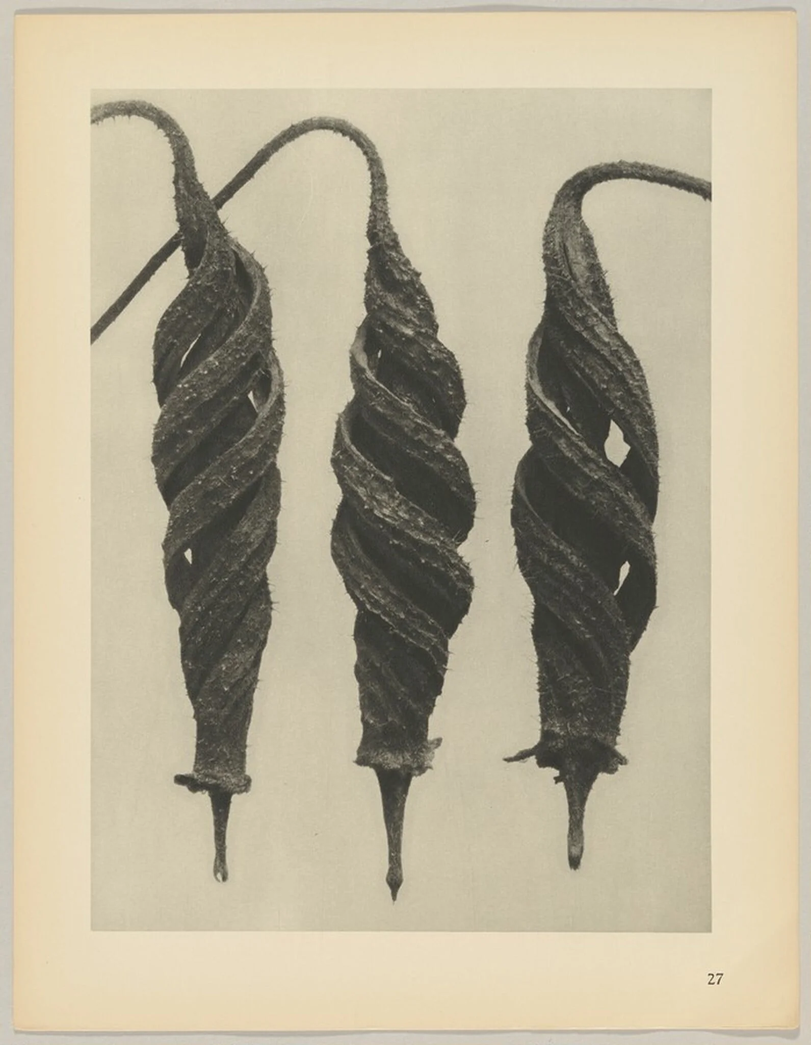 Cajophora lateritia, Loasaceae, by Karl Blossfeldt, 1928