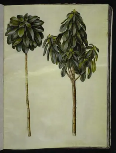 Daphne laureola (laurbær-dafne)