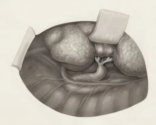 Human organs