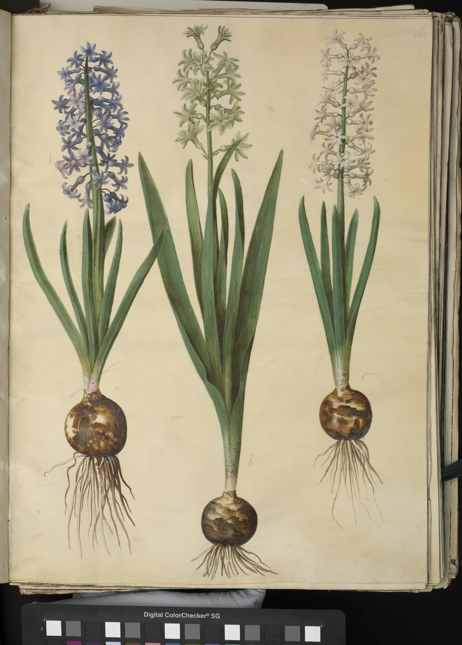 Hyacinthus orientalis (almindelig hyacint), by Unknown, unspecified, 1654