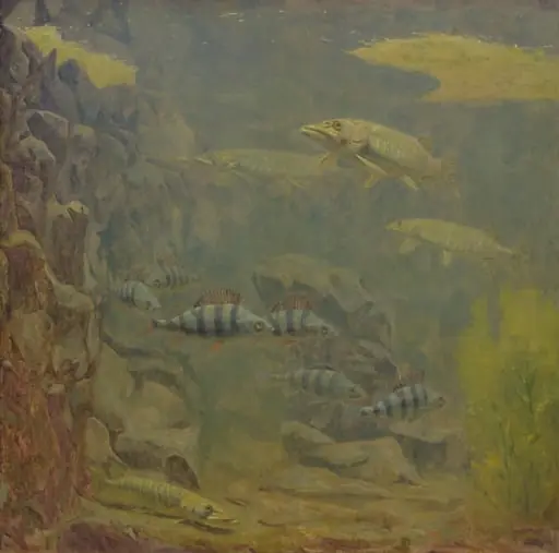 Pike and Perch in an Aquarium
