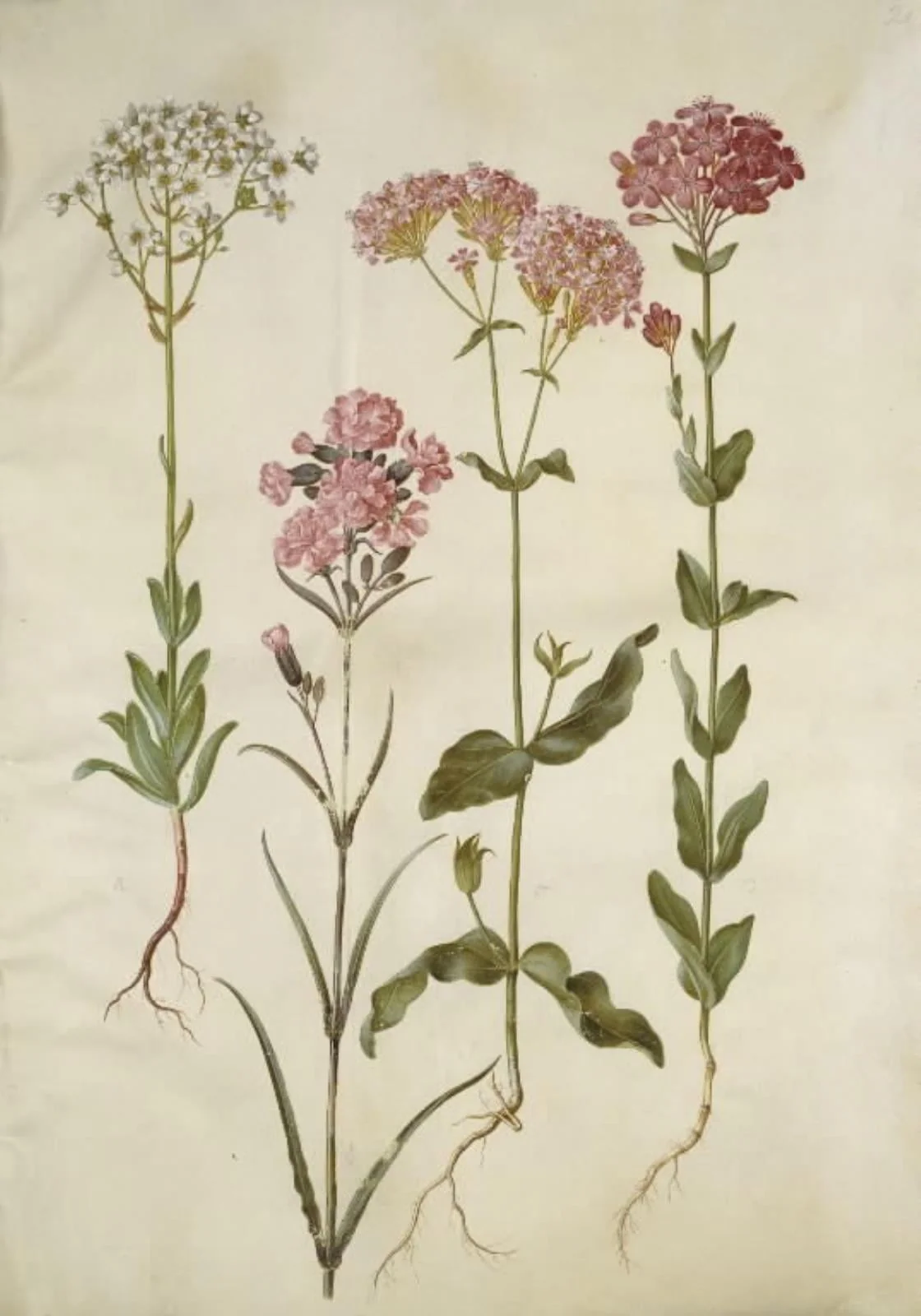 Saxifraga paniculata (klippe-stenbræk); Silene viscaria (almindelig tjærenellike); Silene armeria (knippe-limurt);, by Unknown, unspecified, 1654