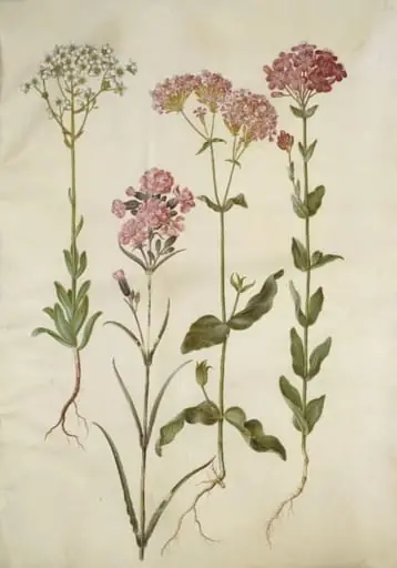 Saxifraga paniculata (klippe-stenbræk); Silene viscaria (almindelig tjærenellike); Silene armeria (knippe-limurt);