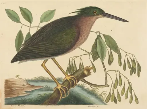 The Small Bittern (Ardea virescens)