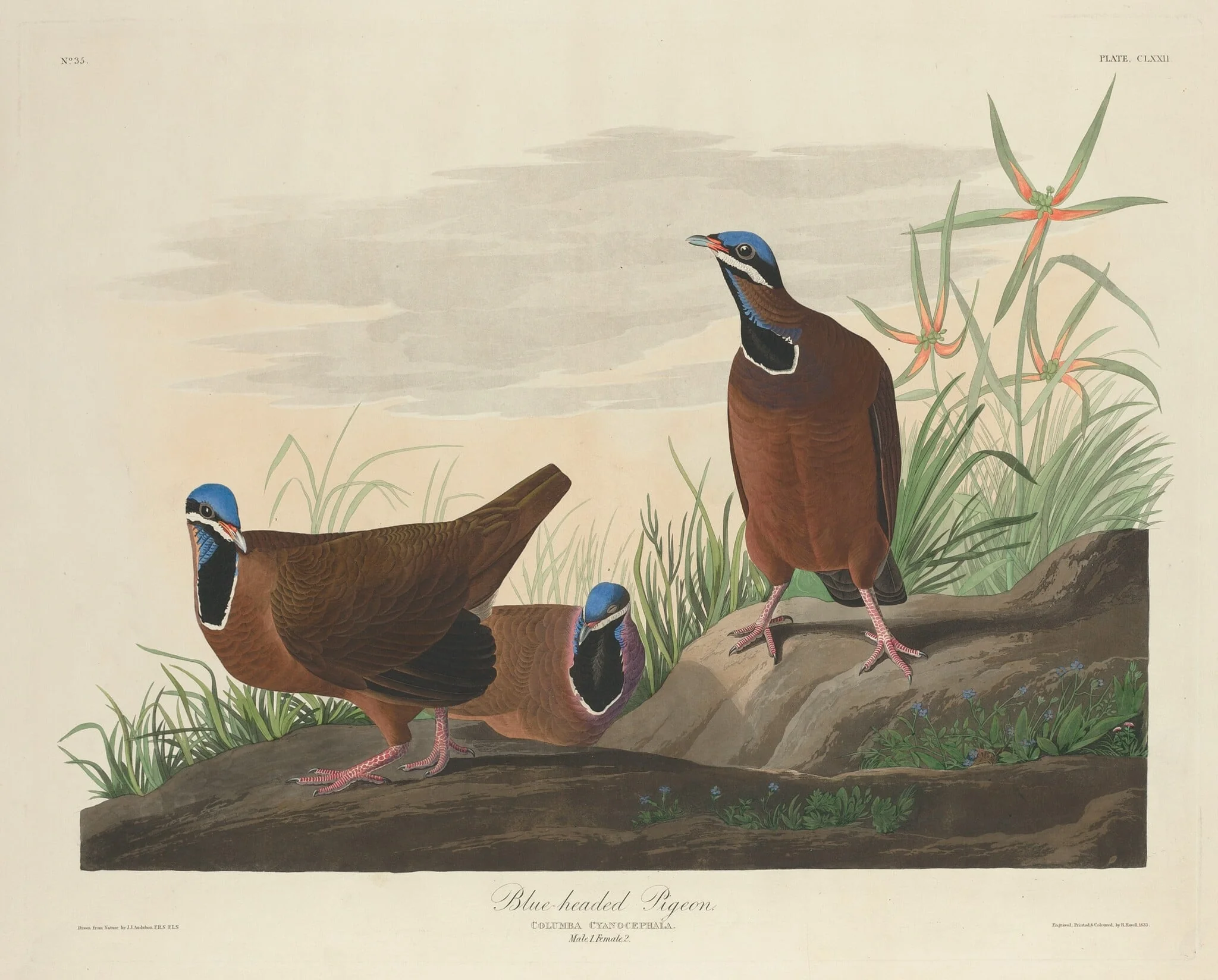 Blue-headed Pigeon, by Robert Havell Jr., ink, 1833