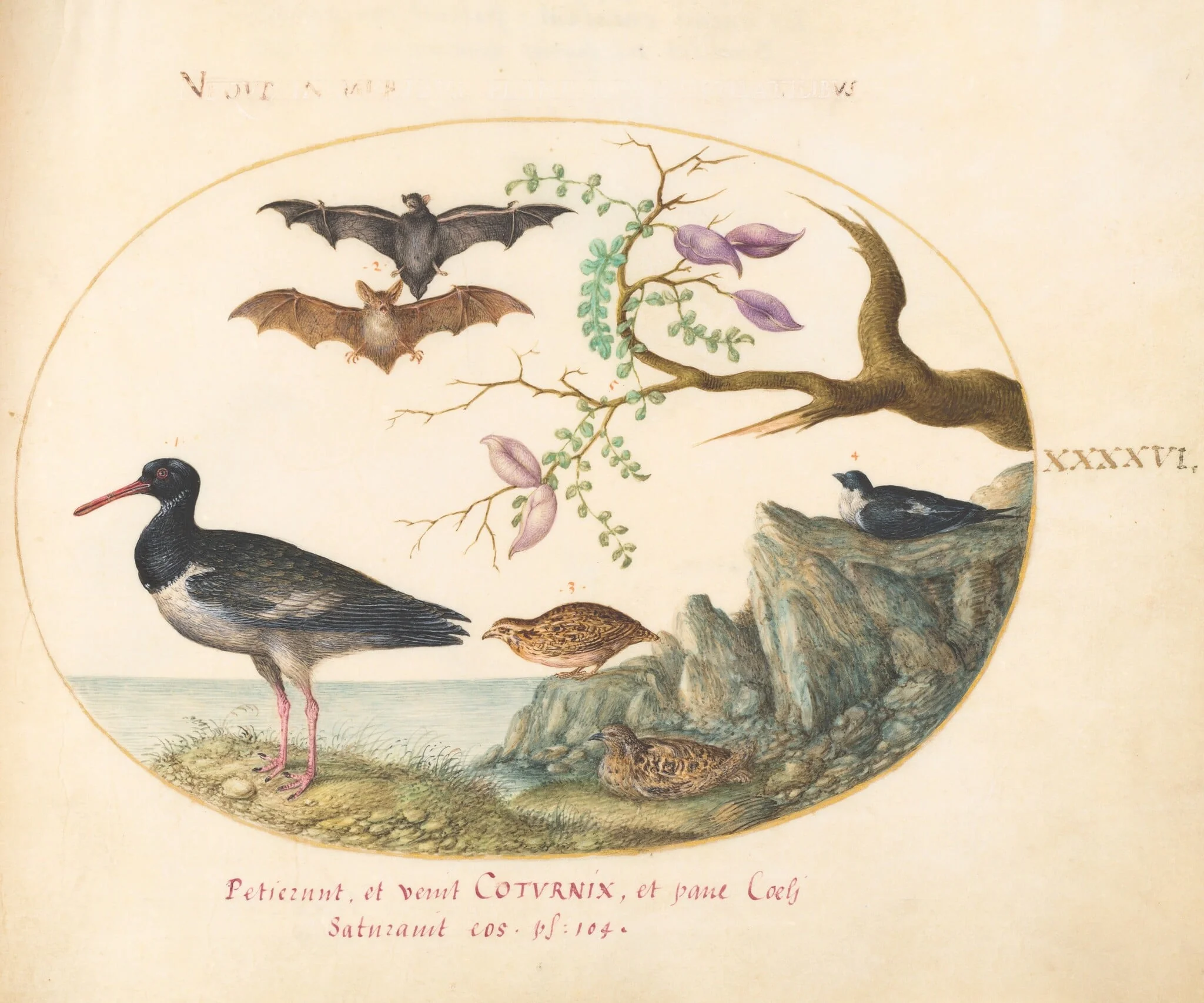 Plate 46: Bats, Quail, and Oystercatcher(?) by the Water, by Joris Hoefnagel, gouache, 1594