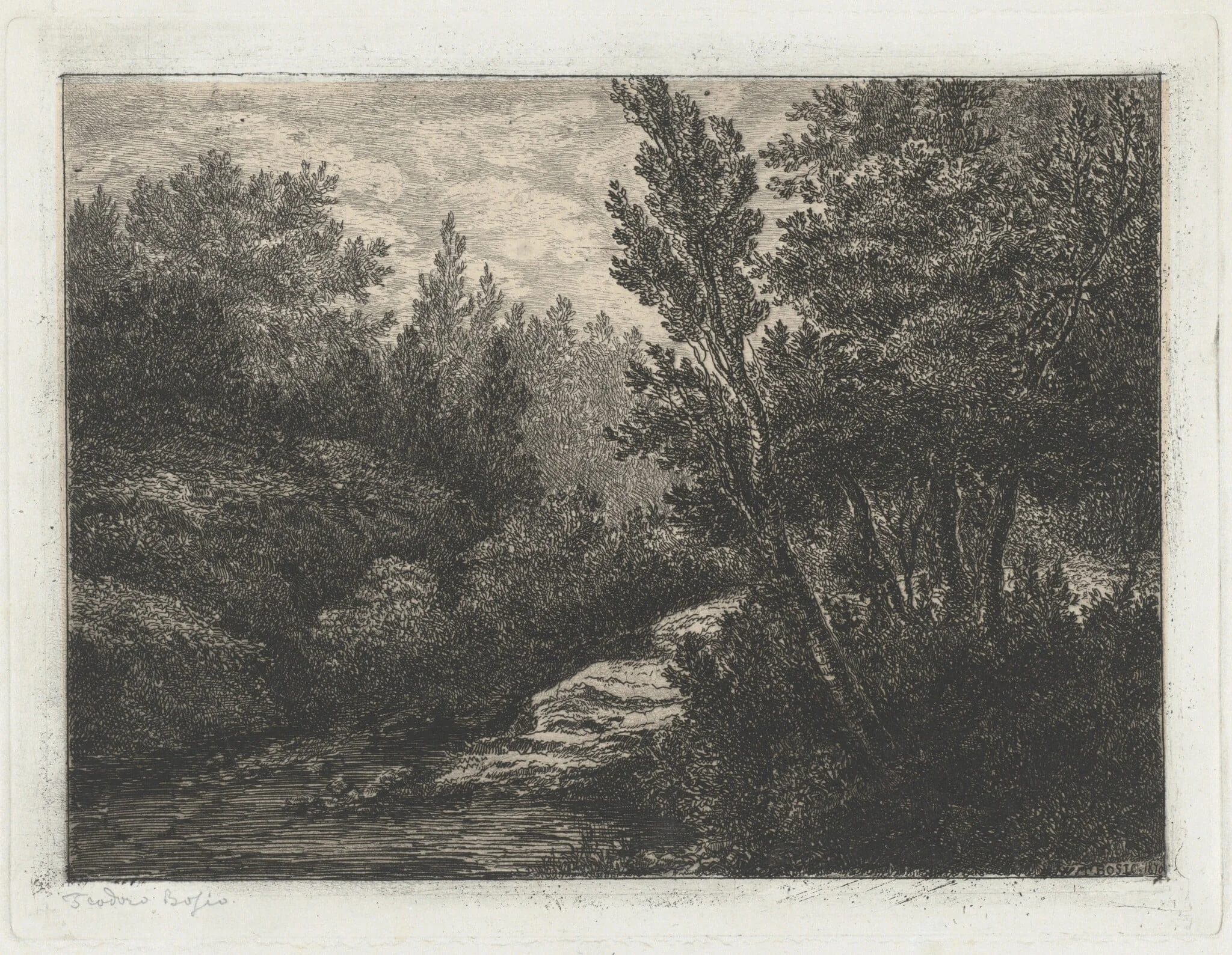 Selva (Woods)