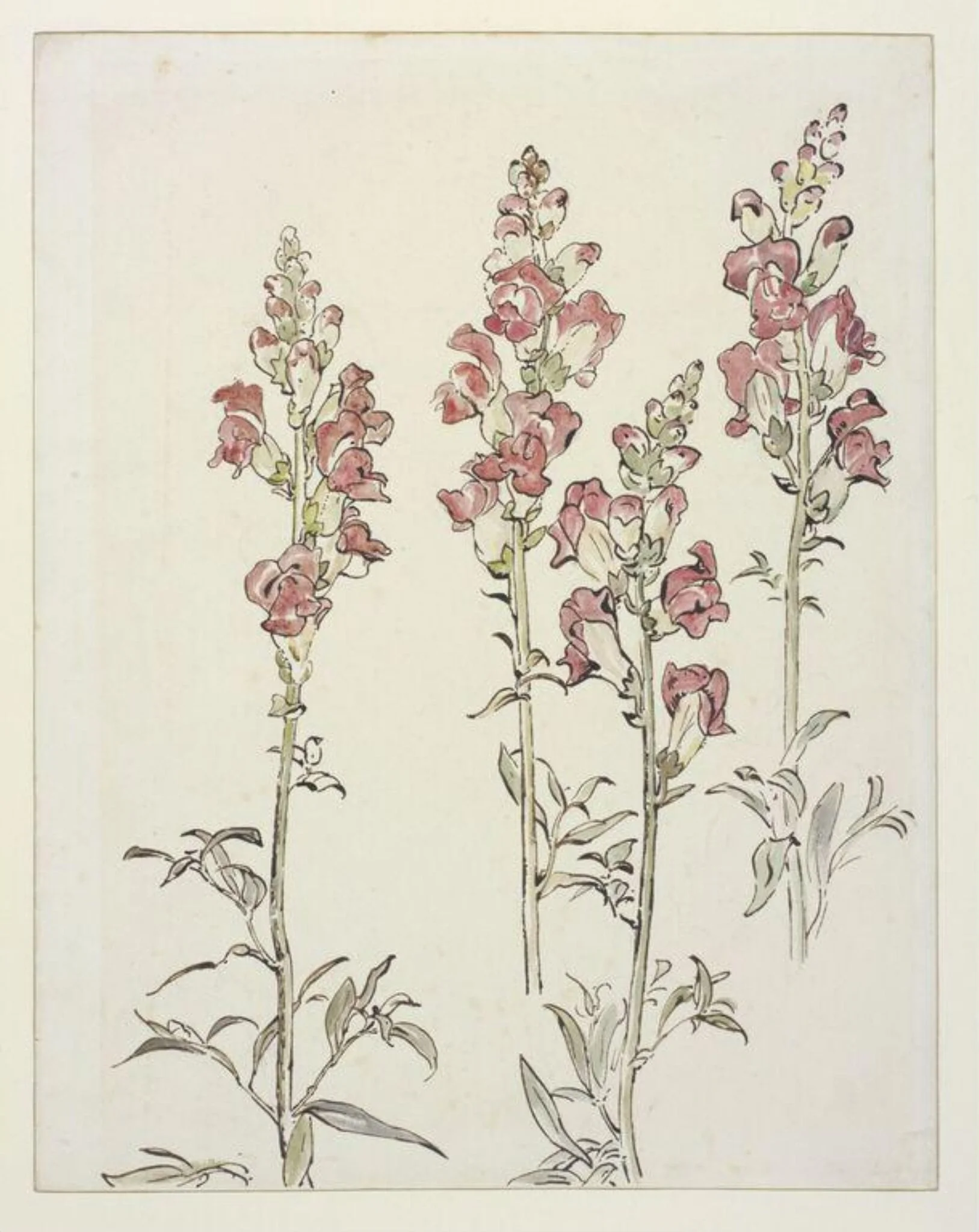 Untitled, by Beatrix Potter, watercolor, 1903
