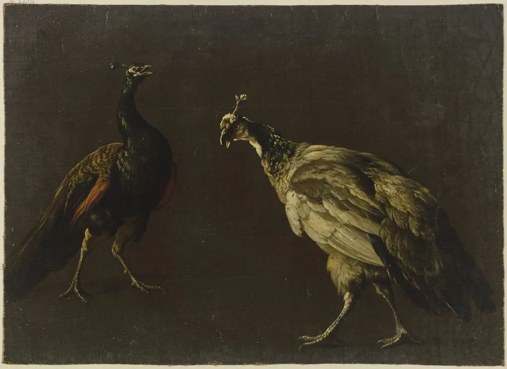 Peacock and peahen