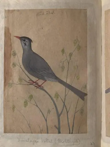 Depictions of a Magpie robin and a Himalayan black bulbul of Northern India