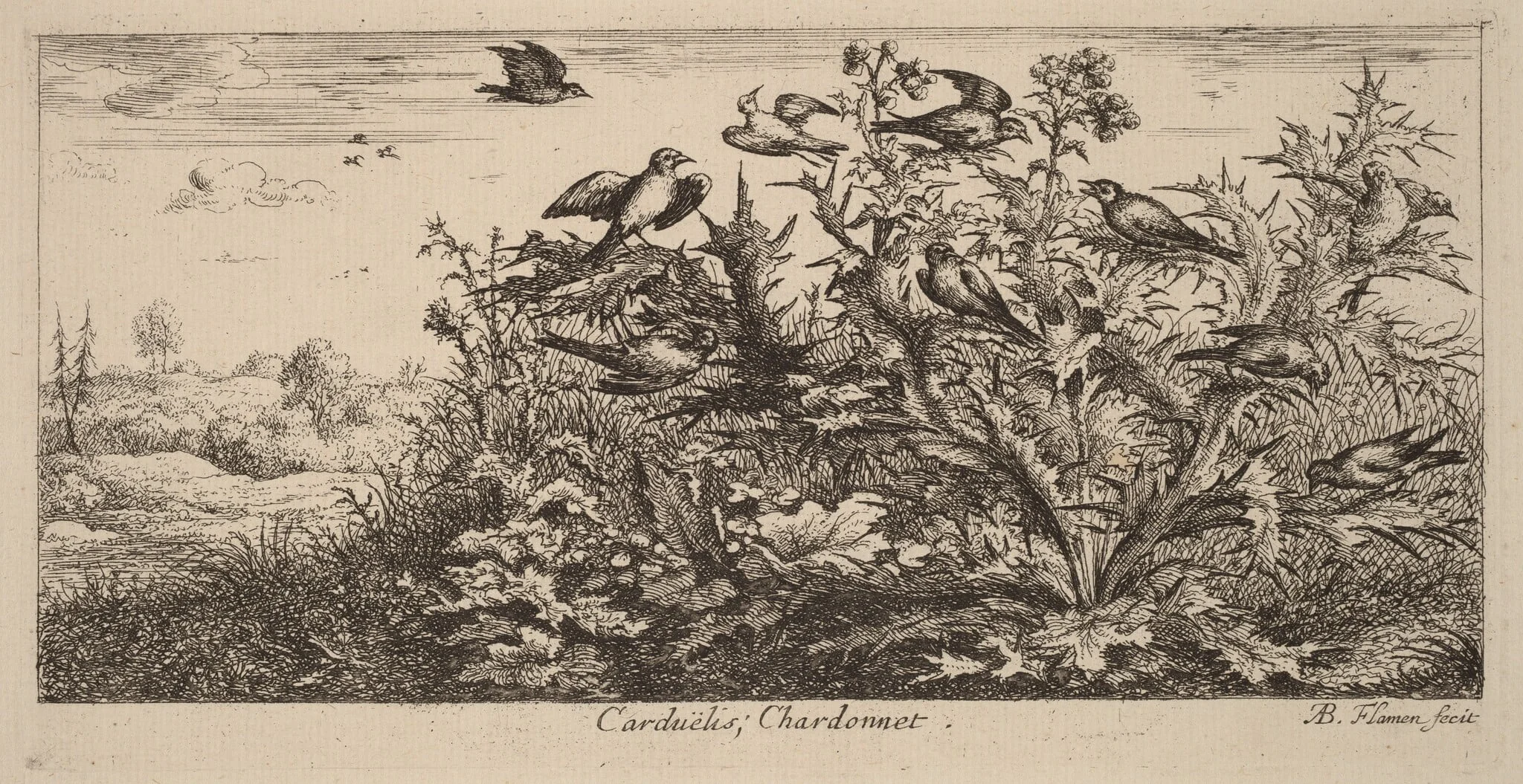 Carduelis, The Goldfinch, by Albert Flamen, ink, 1644