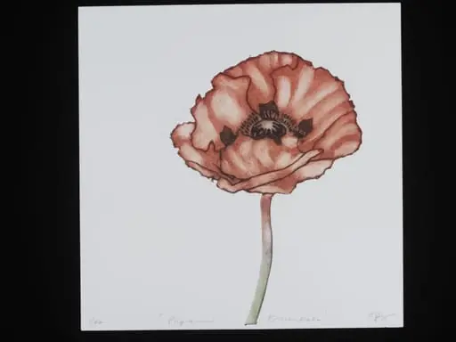 Papaver Orientale