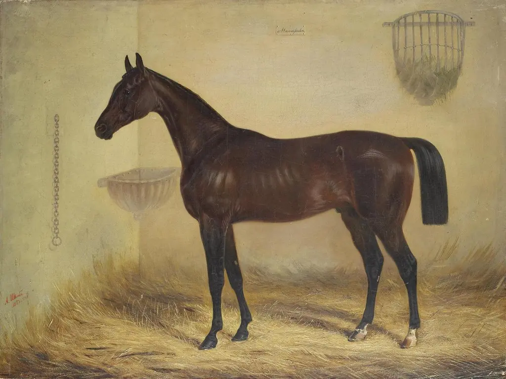 Magnifique Bay Horse