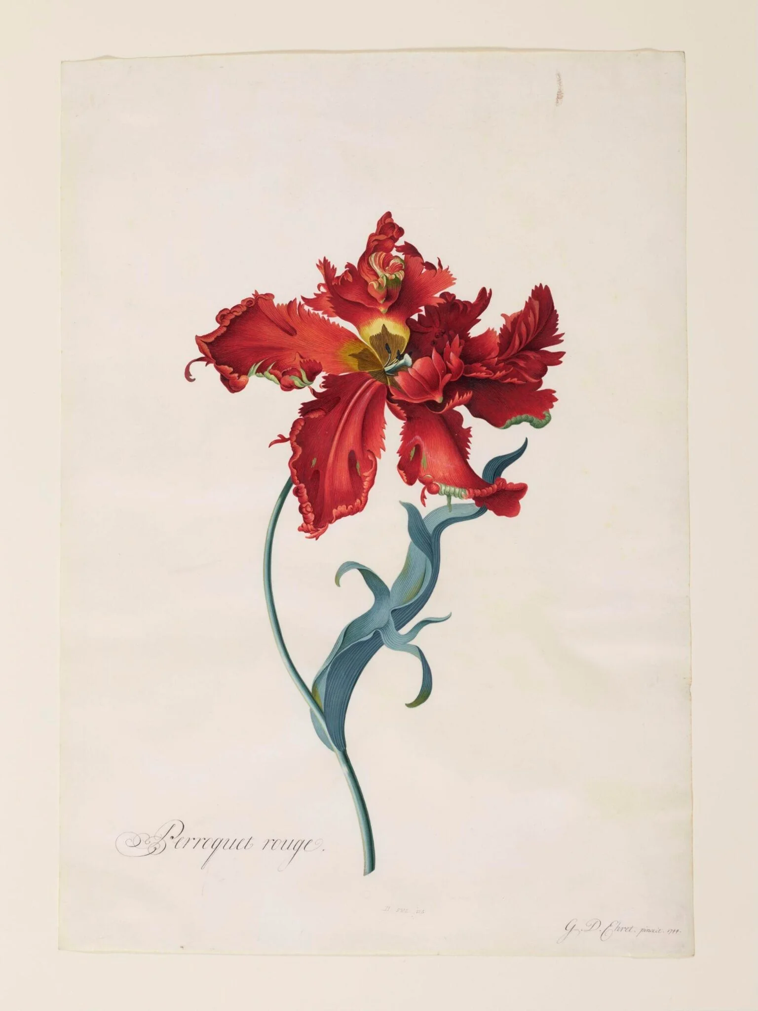 Perroquet Rouge