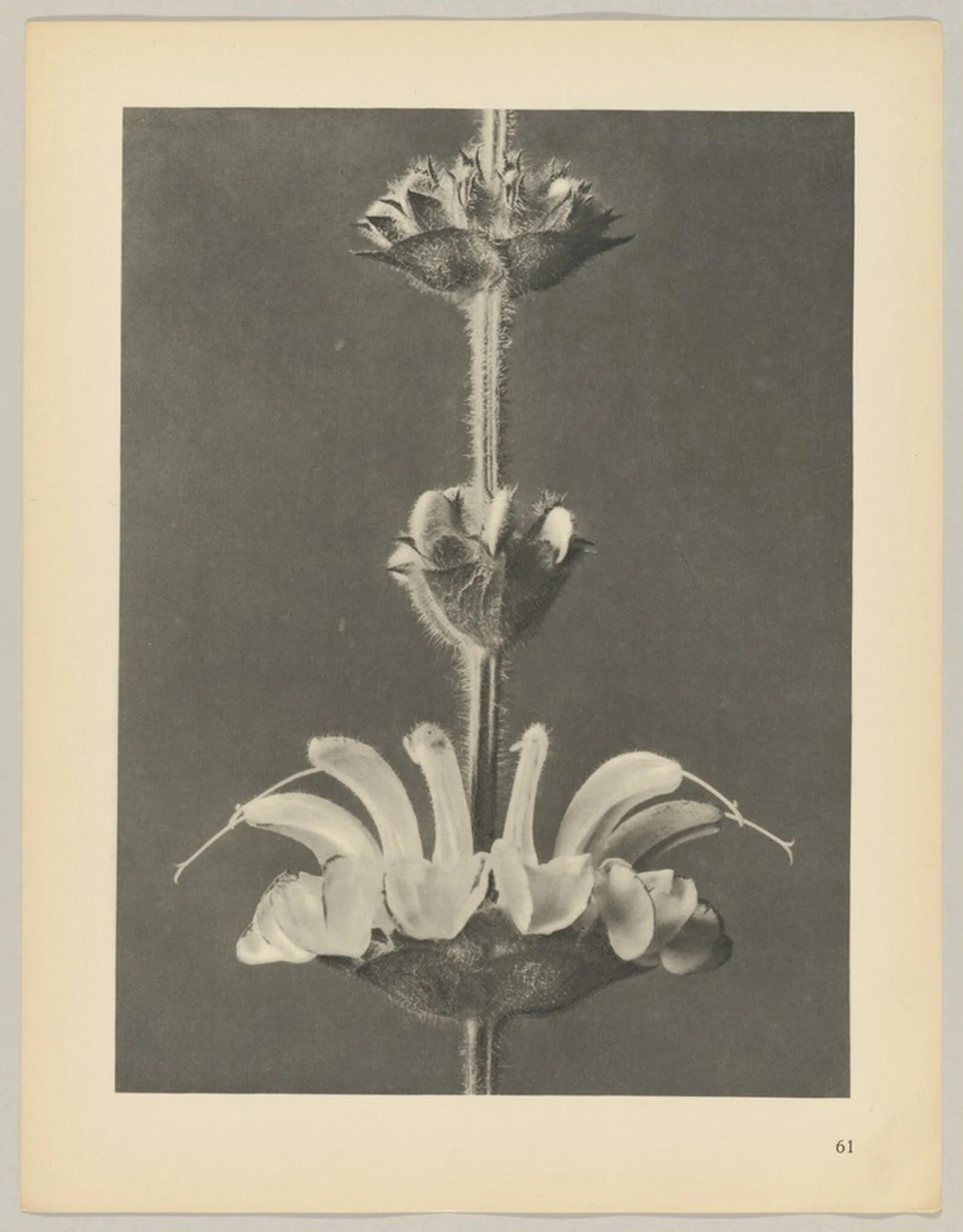 Salvia argentea, by Karl Blossfeldt, 1928