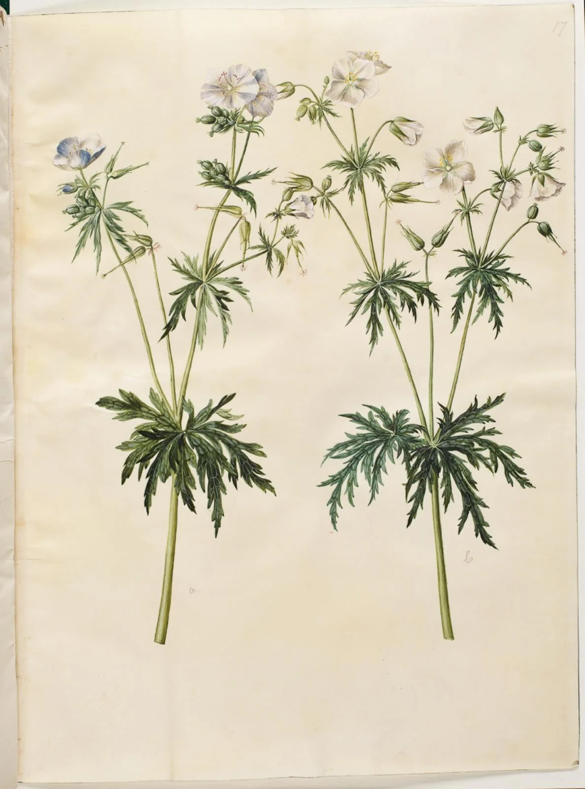 Geranium pratense (eng-storkenæb)