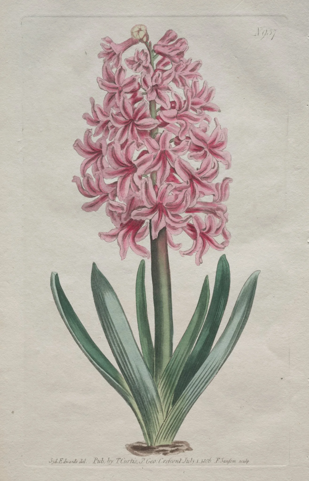 The Botanical Magazine or Flower Garden Displayed:  Garden Hyacinth, by Thomas Curtis, 1806