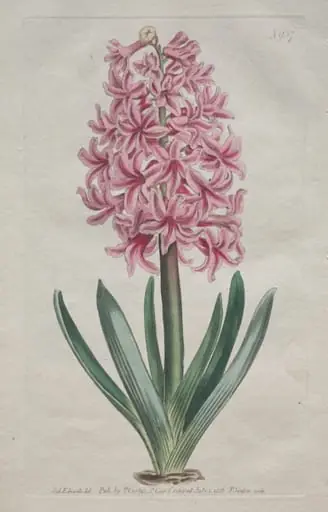 The Botanical Magazine or Flower Garden Displayed:  Garden Hyacinth