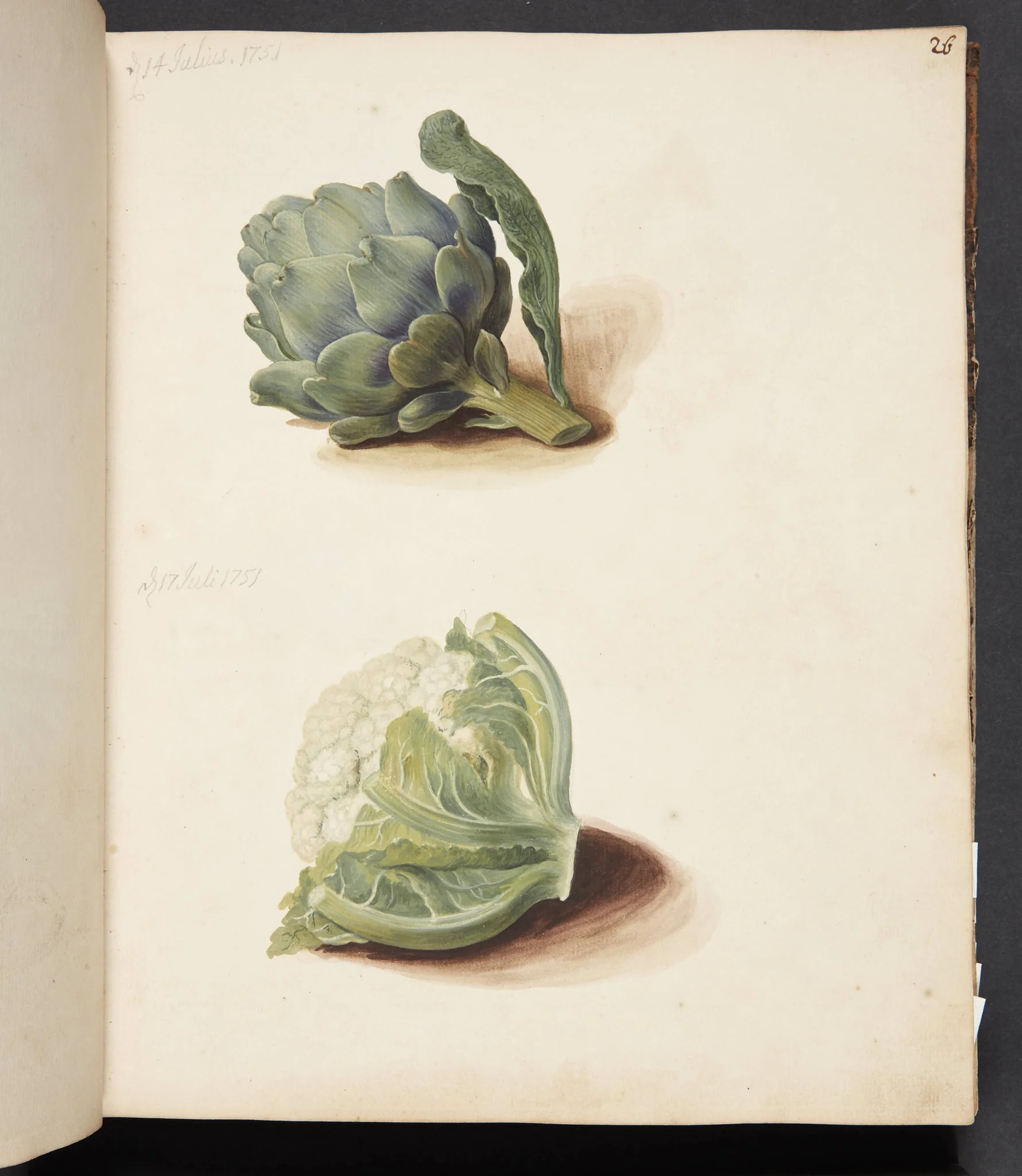 Studie af artiskok og blomkålshoved, by Unknown, unspecified, 1751