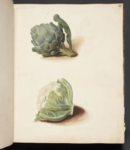 Studie af artiskok og blomkålshoved