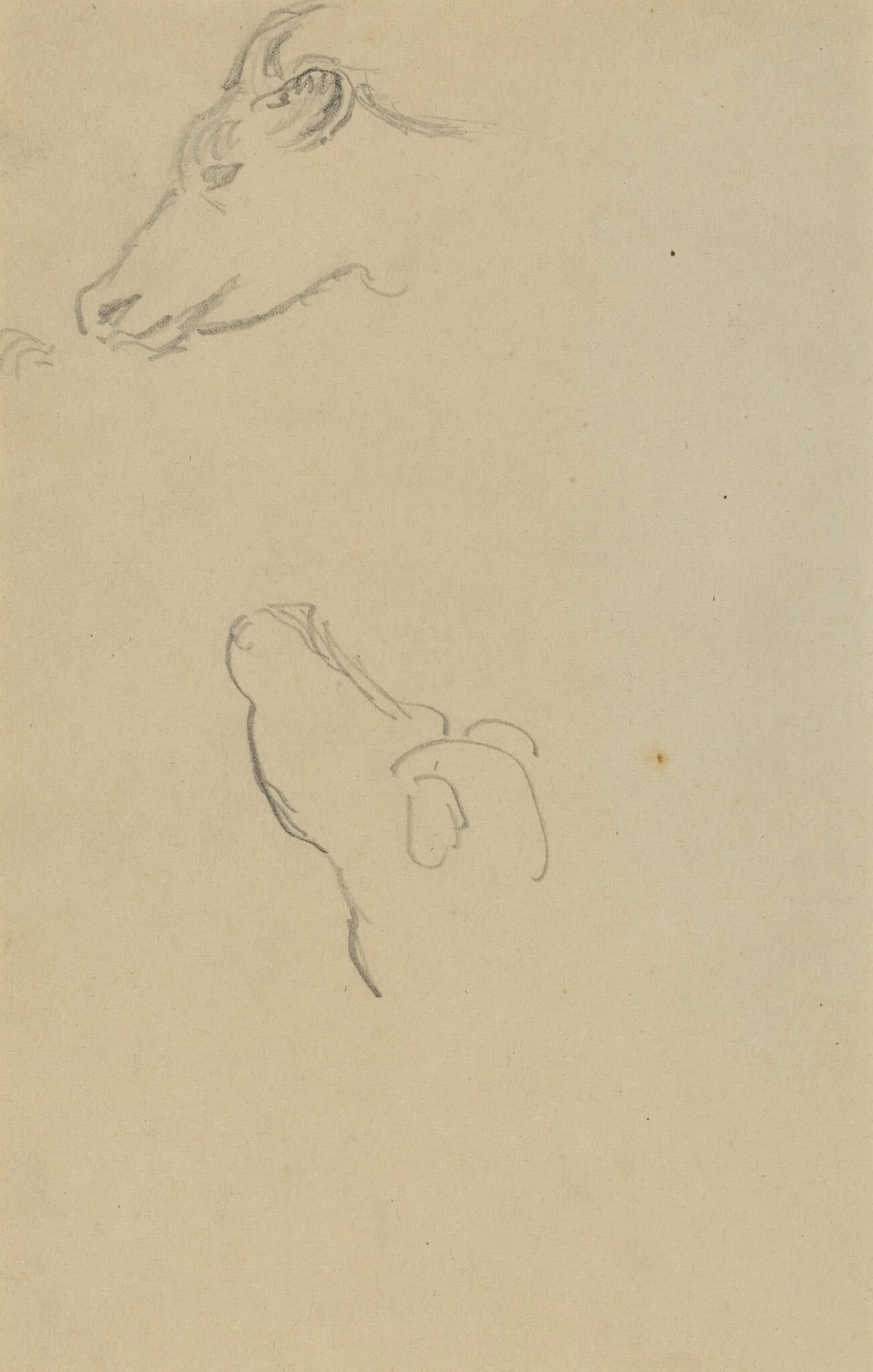 Head of a Cow [recto], by Paul Gauguin, graphite, 1886