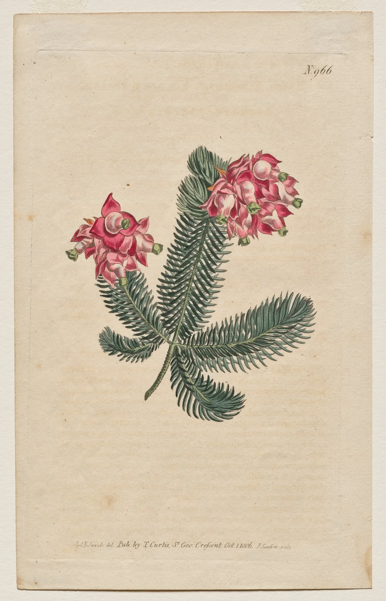 The Botanical Magazine or Flower Garden Displayed: Plate 966, Erica Elegans. Elegant Heath [Erica glauca], by Francis Sansom, 1806