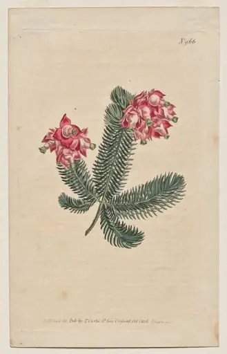 The Botanical Magazine or Flower Garden Displayed: Plate 966, Erica Elegans. Elegant Heath [Erica glauca]