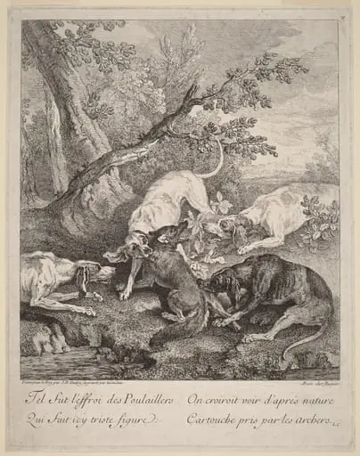 A Fox Attacked by Dogs