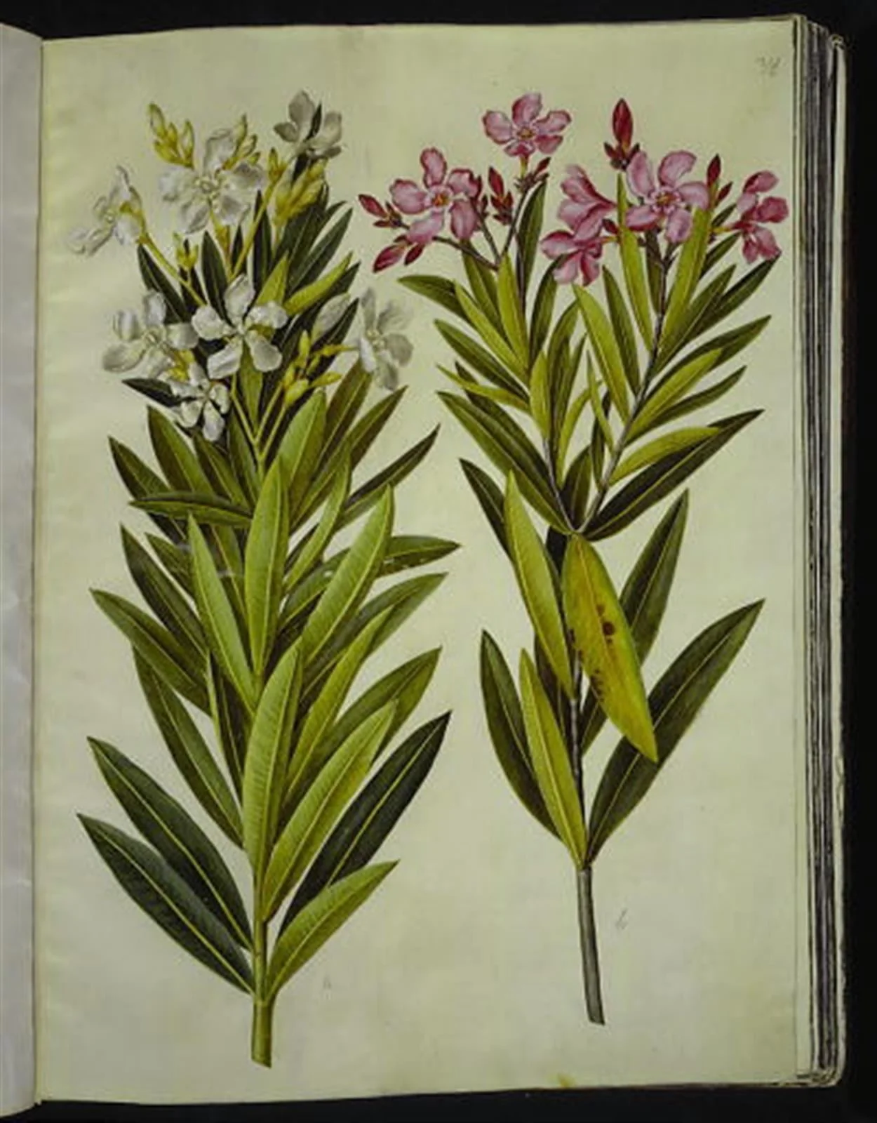 Nerium oleander (nerie), by Unknown, unspecified, 1654