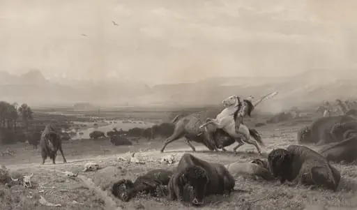 The Last of the Buffalo