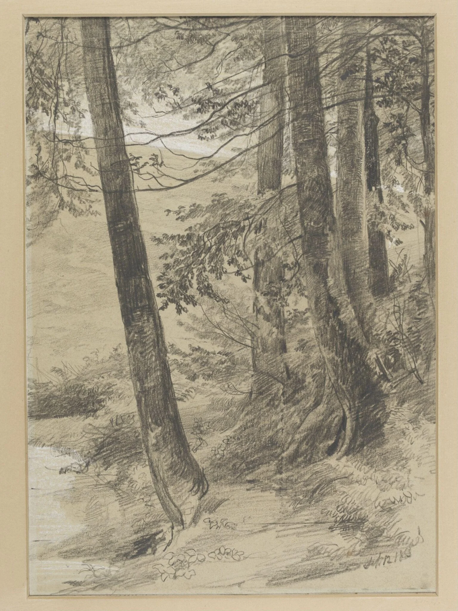 Study of tree stems at King George's Hill, Abinger