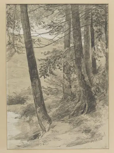 Study of tree stems at King George's Hill, Abinger