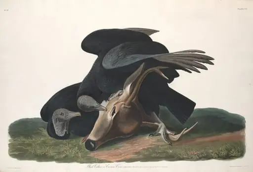 Black Vulture