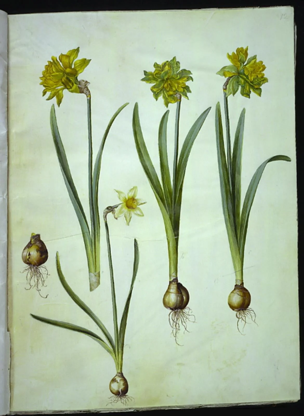 Narcissus pseudonarcissus; Narcissus ? ×incomparabilis (have-narcis)