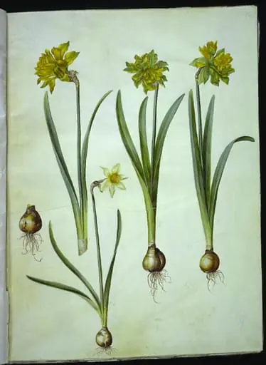 Narcissus pseudonarcissus; Narcissus ? ×incomparabilis (have-narcis)