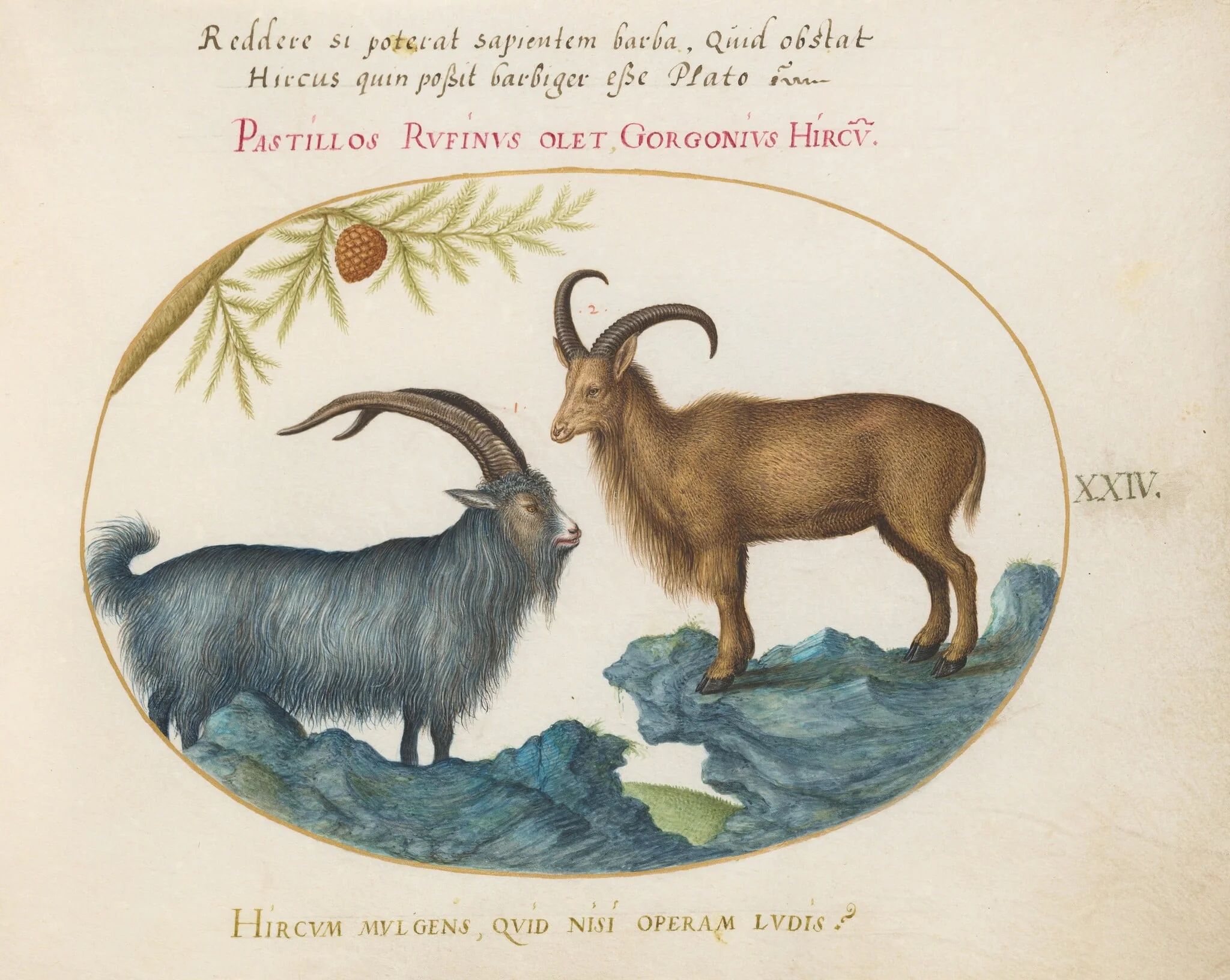 Plate 24: A Wild Goat and a Barbary Sheep(?), by Joris Hoefnagel, gouache, 1594