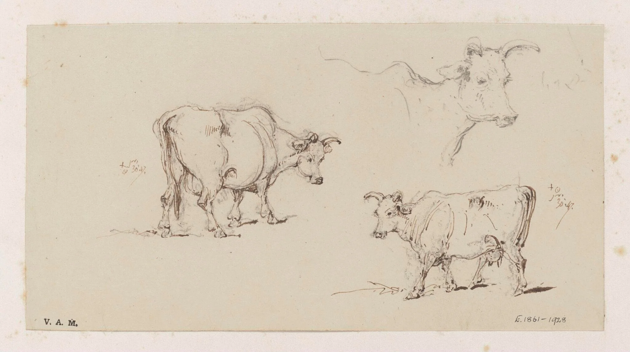 Three studies of cows, by George Chinnery, 1847