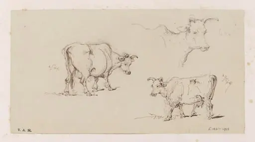 Three studies of cows