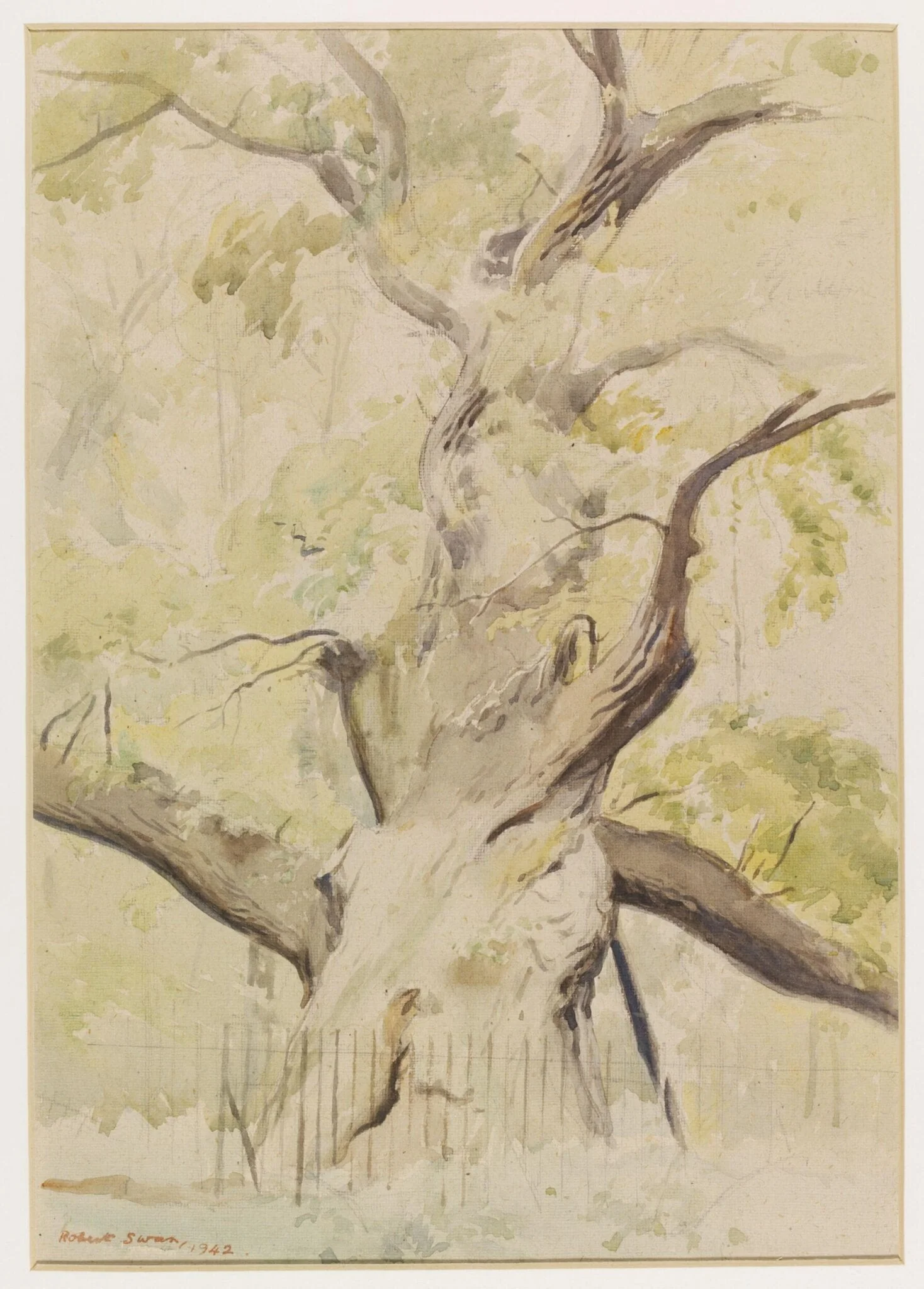 Lassington Oak, by Swan, watercolor, 1942