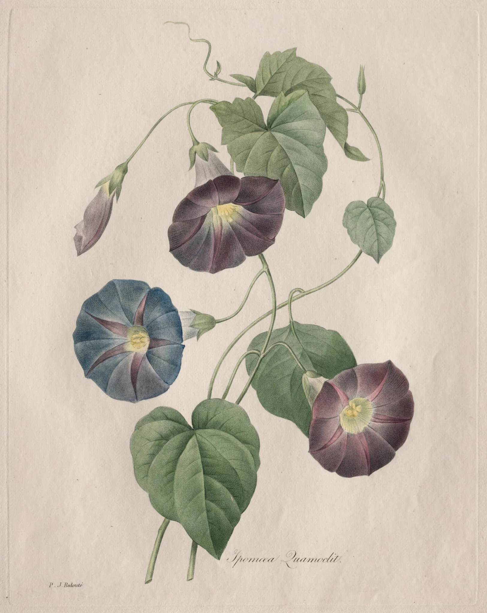 Star-glory Morning-glory, by Henry Joseph Redouté, 1827