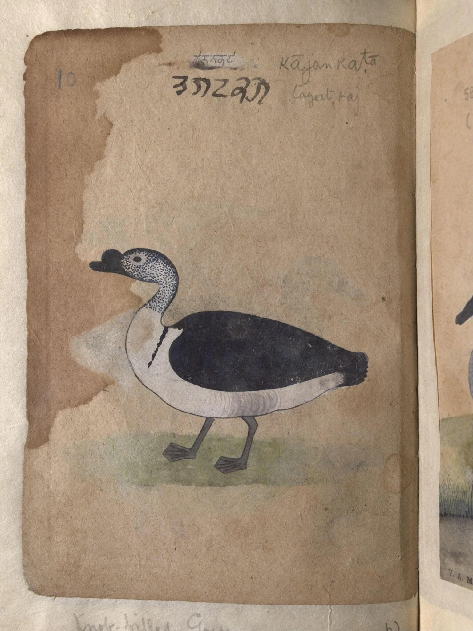 Depictions of a Grey lag goose and Knob-billed goose, of Northern India, by Unknown, paint, 1820