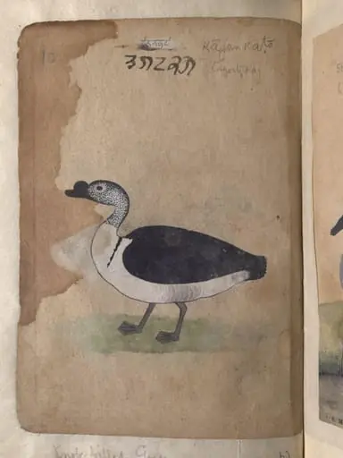 Depictions of a Grey lag goose and Knob-billed goose, of Northern India
