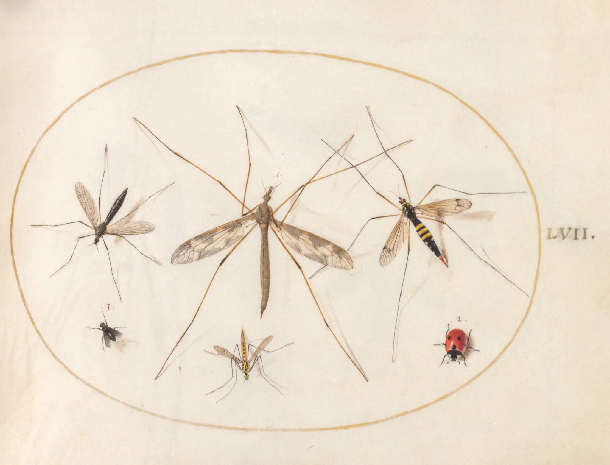 Plate 57: A Ladybug, a Fly, and Four Other Insects, by Joris Hoefnagel, gouache, 1594